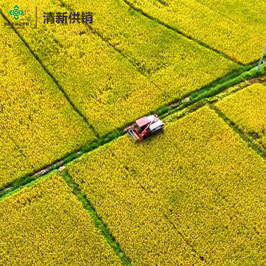 【清新供销出品】清远清新丝苗米 真空包装 商品图3