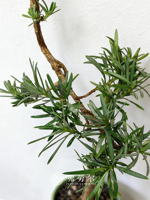 造型罗汉松 商品图1