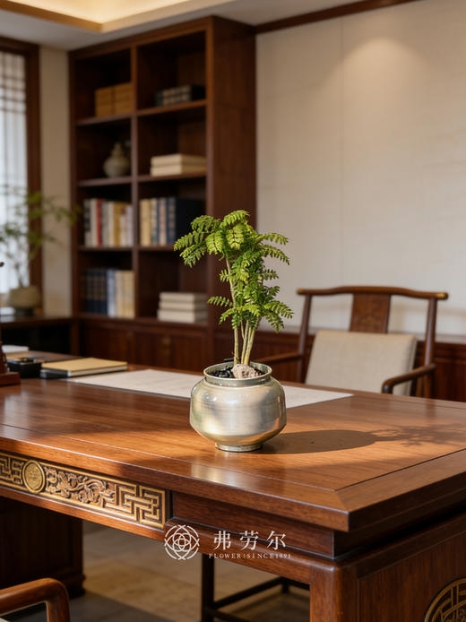 蓝花楹 商品图0