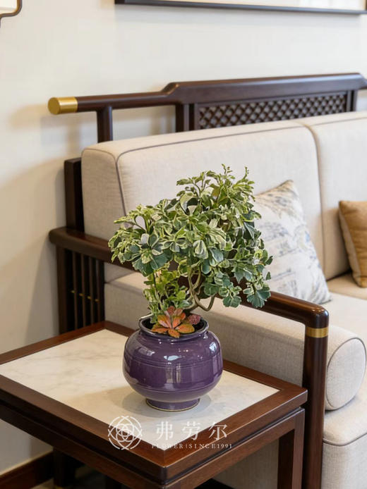 钱多多福禄桐 商品图0