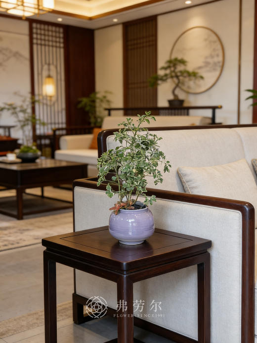 钱多多福禄桐 商品图0