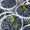 云南「花香脆蓝莓」大果18mm➕ 1kg 商品缩略图3