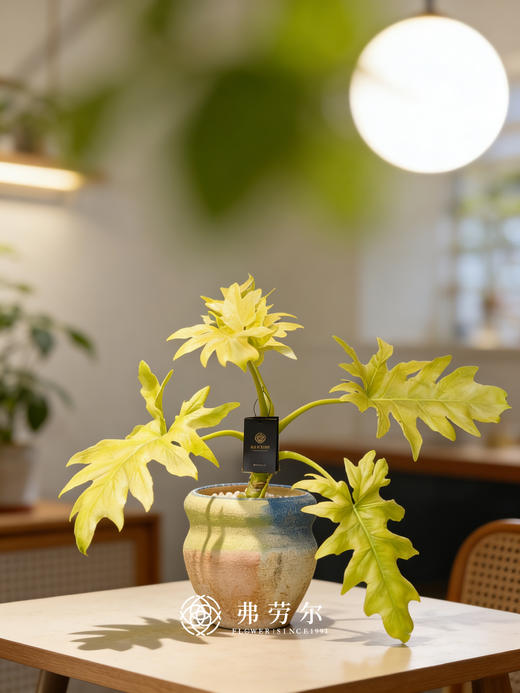 黄金春羽 商品图0