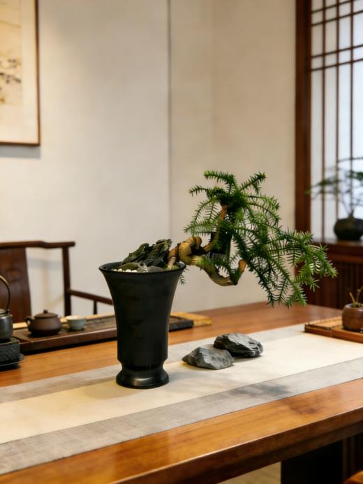 澳洲松 商品图1