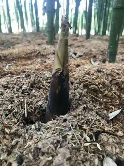 【5斤】早园笋 商品图1