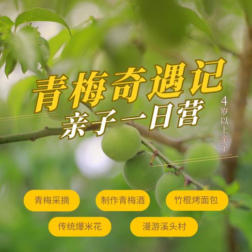 从化青梅采摘（GZYX） 商品图0