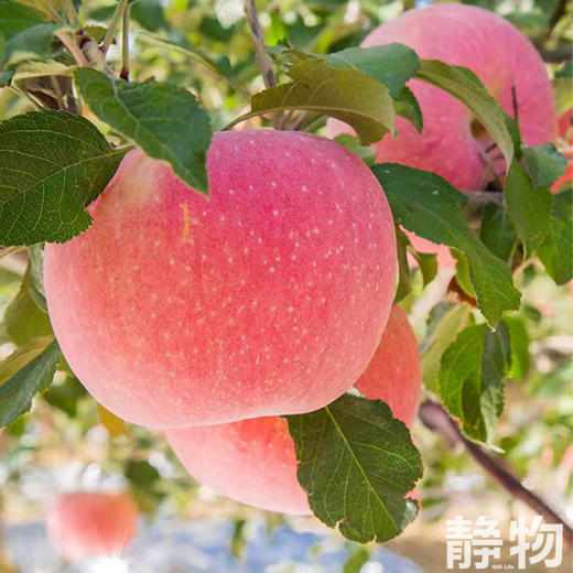 有机红富士苹果｜陕西渭南 商品图5