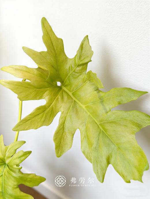 黄金春羽 商品图2