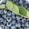 云南「花香脆蓝莓」大果18mm➕ 1kg 商品缩略图2