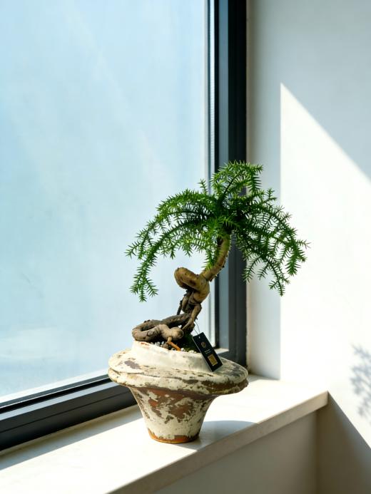 澳洲松 商品图0