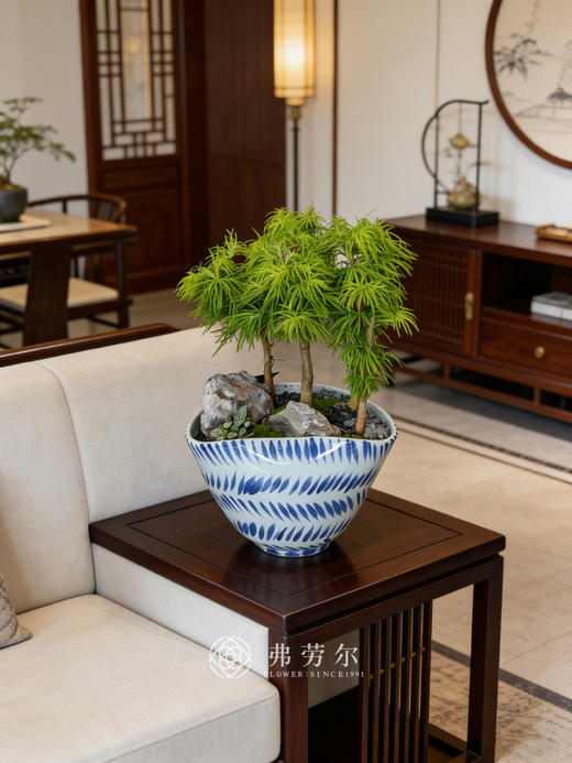 蓝盆金钱松 商品图0