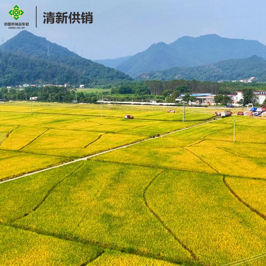 【清新供销出品】清远清新丝苗米 真空包装 商品图2