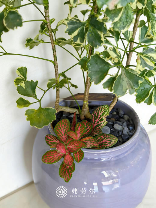 钱多多福禄桐 商品图1