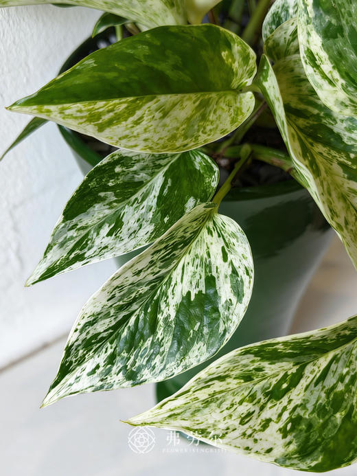 绿色高脚盆快乐叶子 商品图1