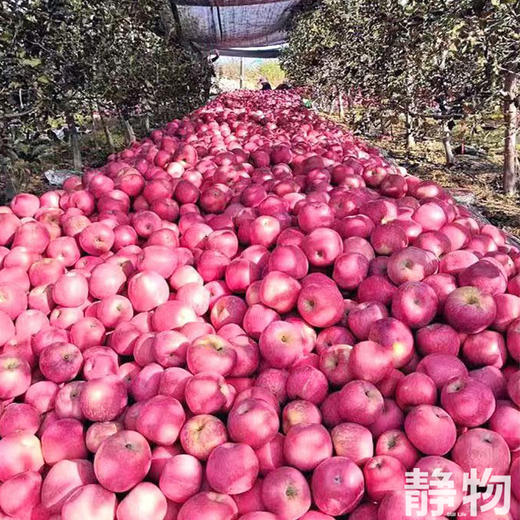 有机红富士苹果｜陕西渭南 商品图4