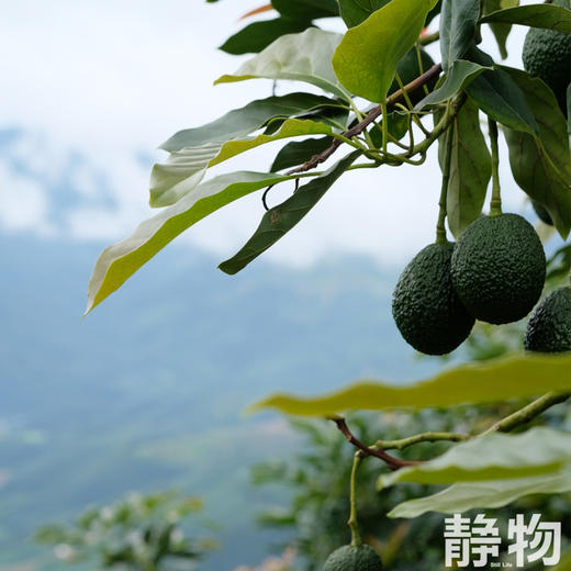 即食牛油果｜秘鲁 商品图1