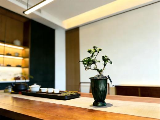 福禄桐 商品图0