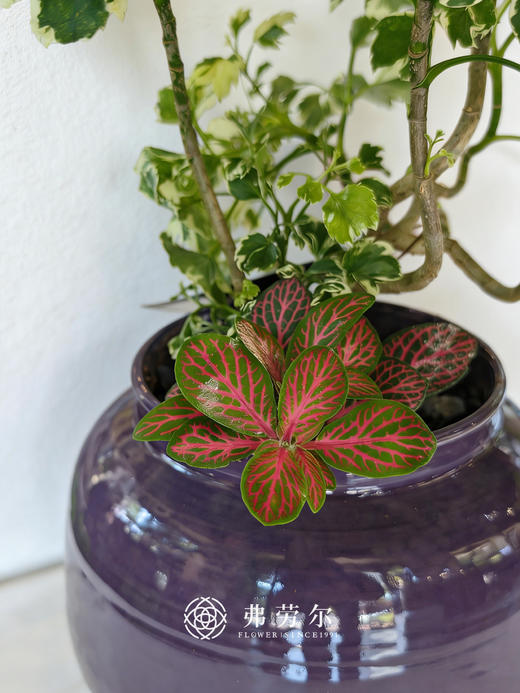 钱多多福禄桐 商品图1