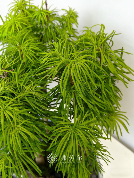 蓝盆金钱松 商品图3