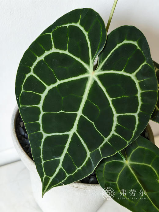 花烛叶 商品图1