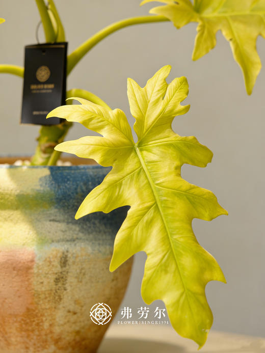 黄金春羽 商品图1