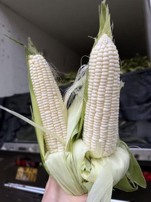 【周六到】燕窝雪糯玉米3.8-4斤，甜糯口感，多吃粗粮身体棒！玉米属于天然种植可能会有虫蛀现象，都属于正常情况，不影响食用。 商品图0