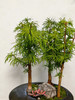 异形盆金钱松 商品缩略图1