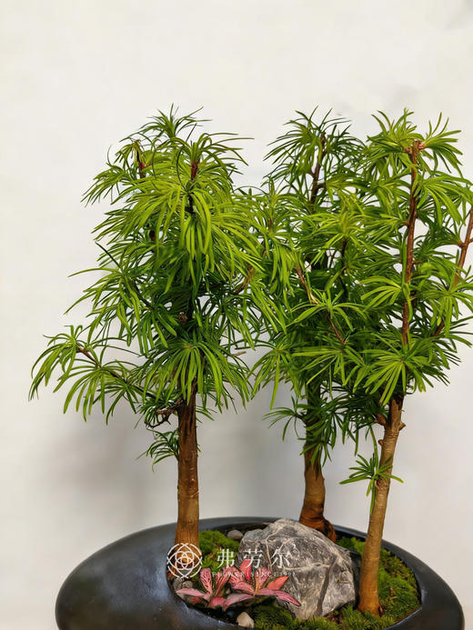 异形盆金钱松 商品图1