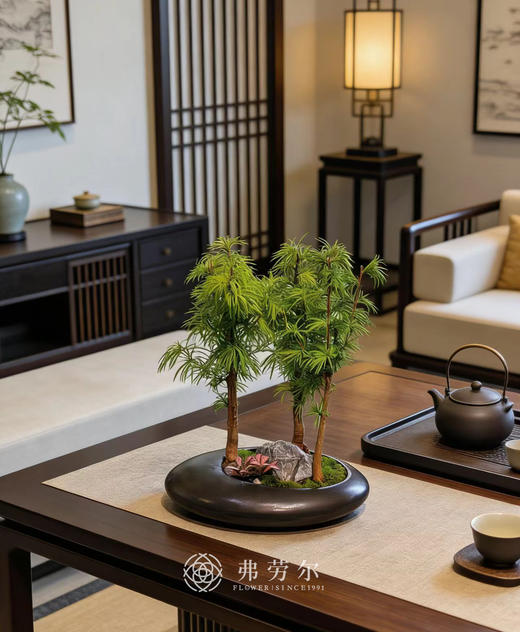 异形盆金钱松 商品图0