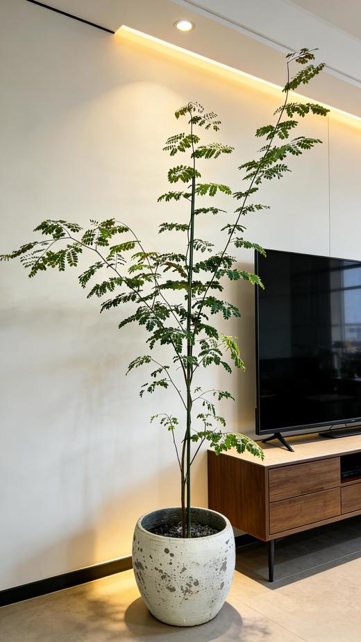 铁架木 商品图1