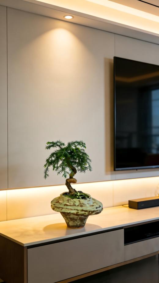 造型澳洲松 商品图1