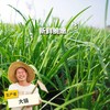 生态韭菜（包邮） | 绿家自产 * Ecological Garlic Chives | In-House Production 商品缩略图0