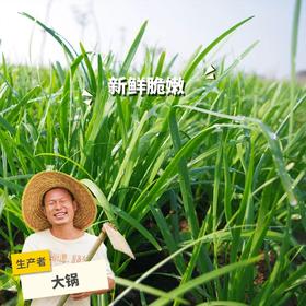 生态韭菜（包邮） | 绿家自产 * Ecological Garlic Chives | In-House Production