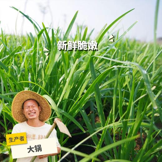 生态韭菜（包邮） | 绿家自产 * Ecological Garlic Chives | In-House Production 商品图0