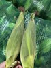 【周六到】燕窝雪糯玉米3.8-4斤，甜糯口感，多吃粗粮身体棒！玉米属于天然种植可能会有虫蛀现象，都属于正常情况，不影响食用。 商品缩略图2