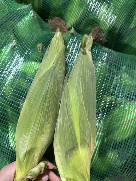 【周六到】燕窝雪糯玉米3.8-4斤，甜糯口感，多吃粗粮身体棒！玉米属于天然种植可能会有虫蛀现象，都属于正常情况，不影响食用。 商品图2