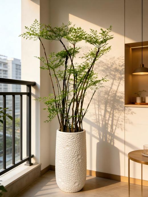 南天竹 商品图0