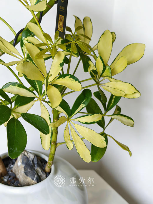 白盆吸财木 商品图1