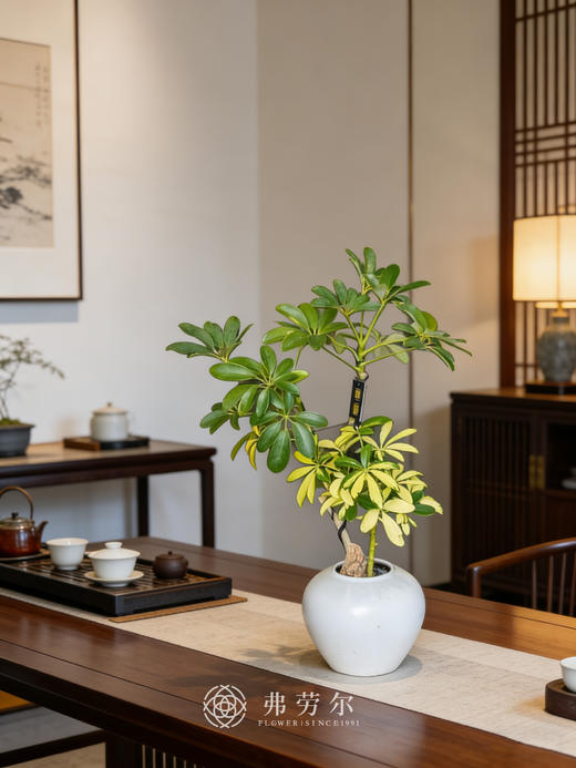 白盆吸财木 商品图0