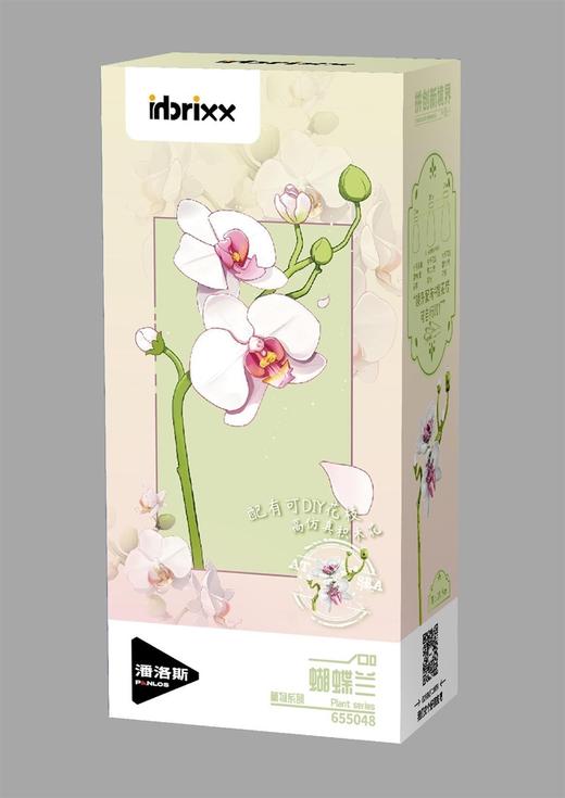 655积木花/蝴蝶兰 商品图0