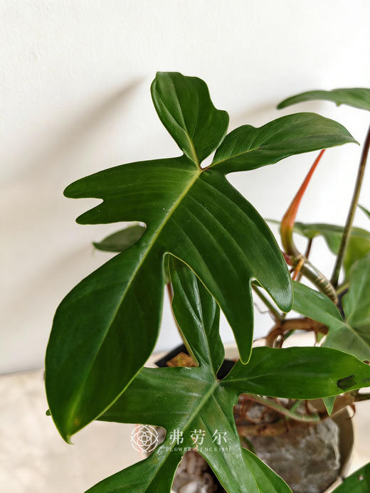 幽灵飞机 商品图2