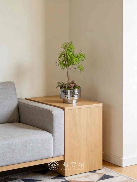 银盆金钱松 商品图0