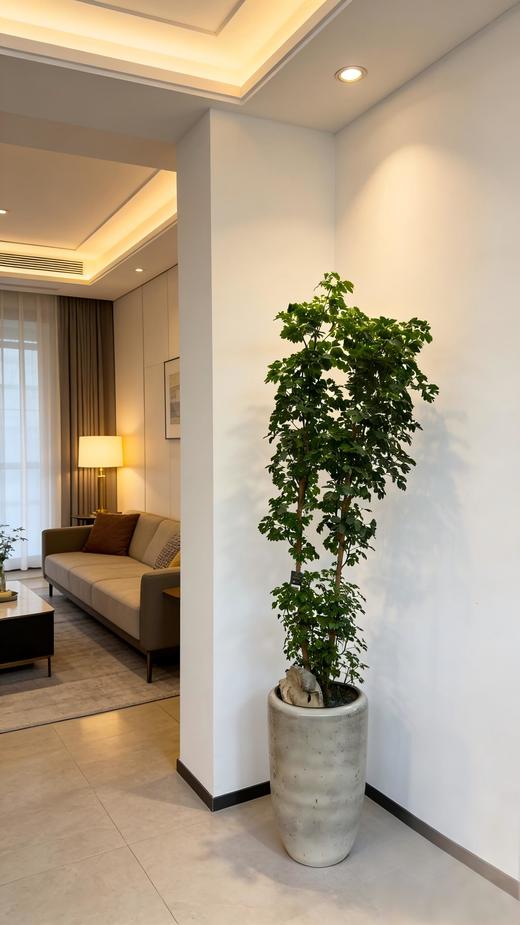 马蹄福禄桐 商品图1