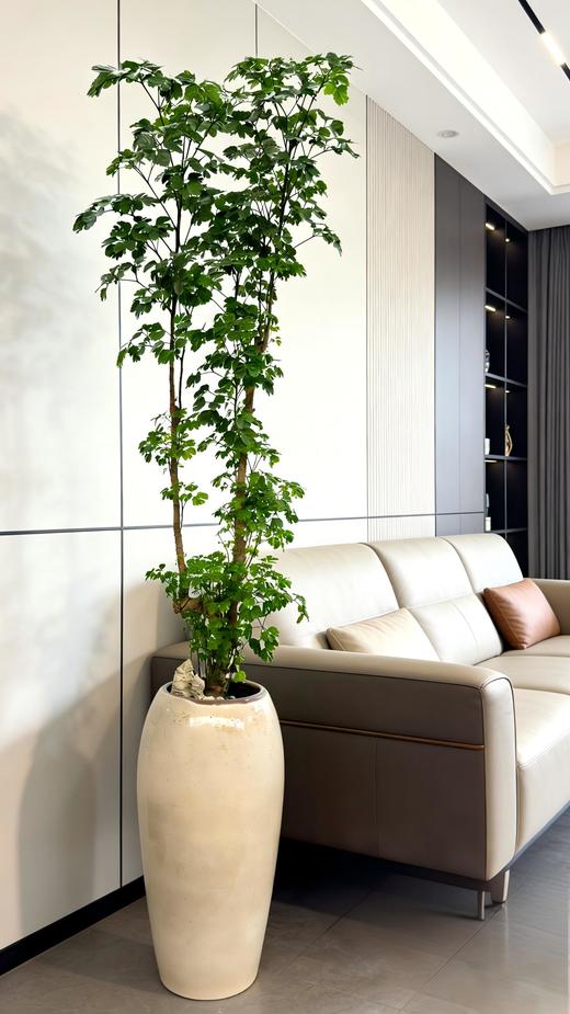 马蹄福禄桐 商品图0