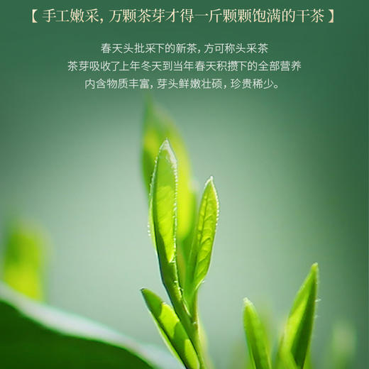 狮峰牌龙井茶江南赋头鲜明前特级纸包200g 商品图1