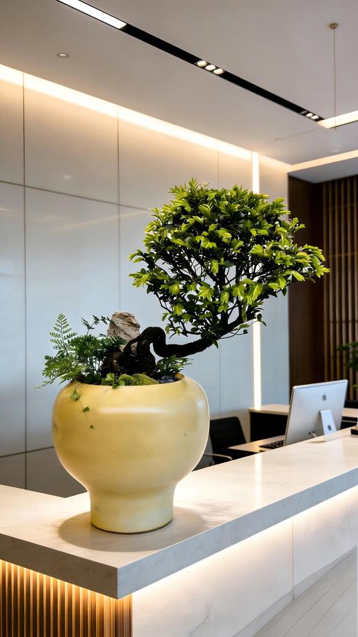 提根紫檀 商品图1