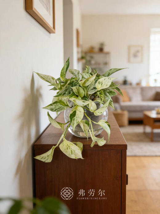 水培大理石皇后 商品图0