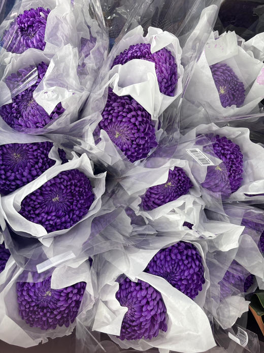 【新元素】海盛牡丹菊 多色可选  5枝/扎 商品图9