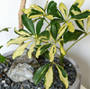 灰盆吸财木 商品缩略图1