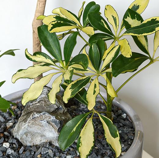 灰盆吸财木 商品图1